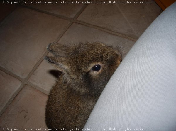 Photo de Lapin