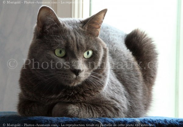 Photo de Chartreux