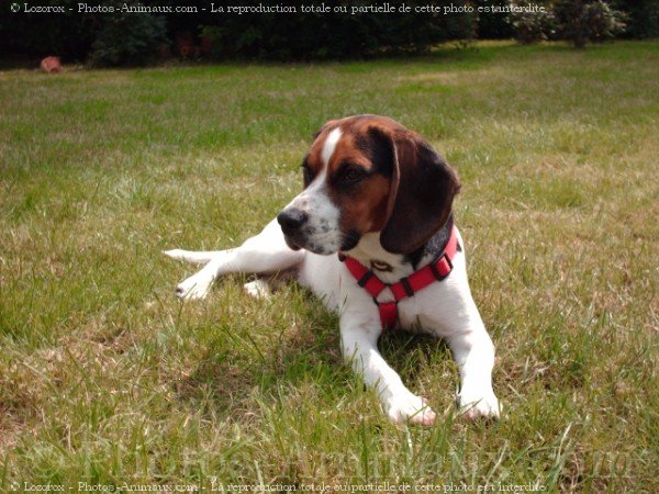 Photo de Beagle