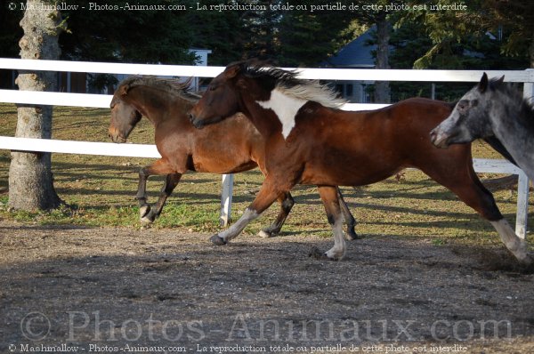 Photo de Paint horse