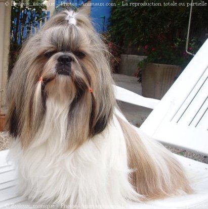 Photo de Shih tzu