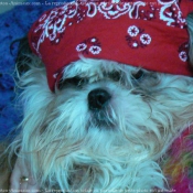 Photo de Shih tzu