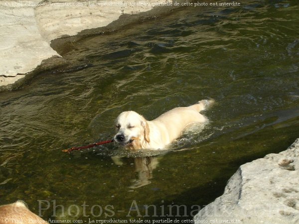 Photo de Golden retriever