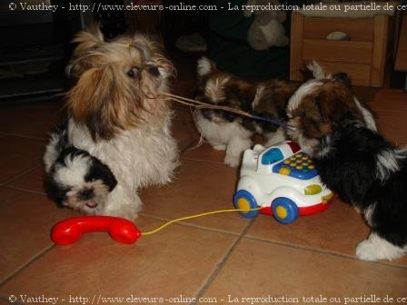 Photo de Shih tzu