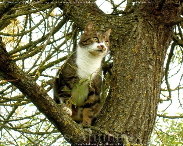 Photo de Chat domestique