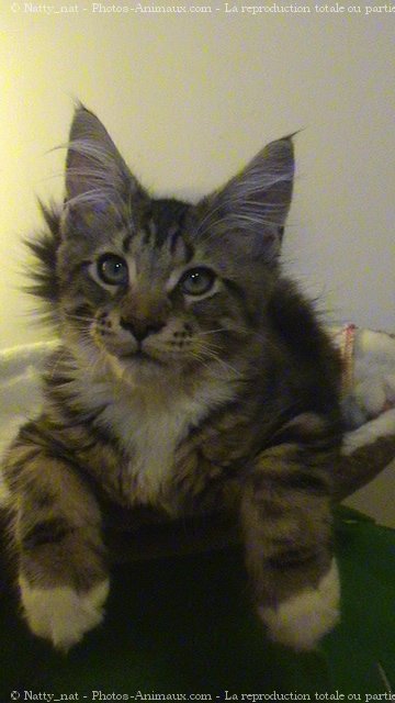 Photo de Maine coon