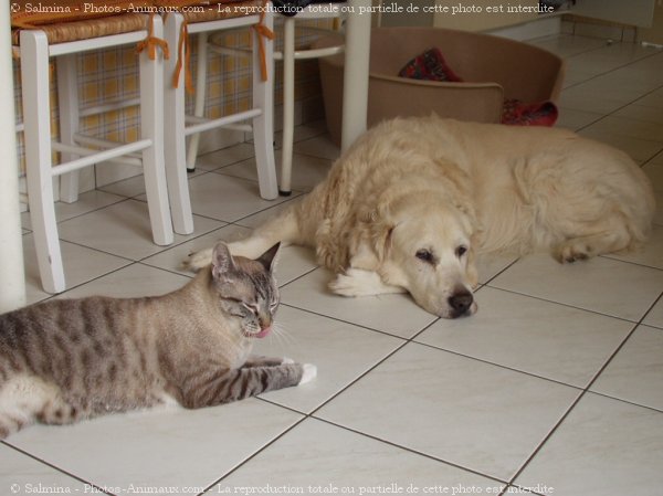 Photo de Golden retriever