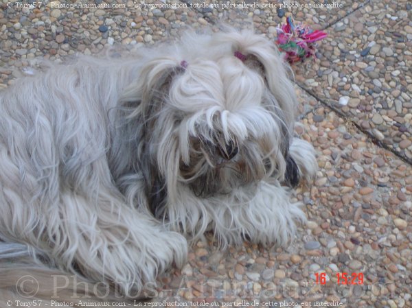 Photo de Lhassa apso