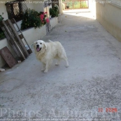 Photo de Golden retriever