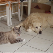 Photo de Golden retriever