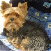 Photo de Yorkshire terrier