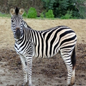 Photo de Zebre