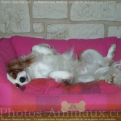 Photo de Cavalier king charles spaniel