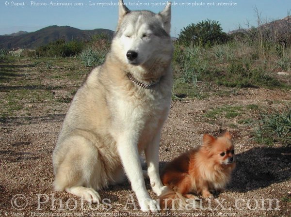 Photo de Races diffrentes