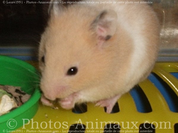 Photo de Hamster