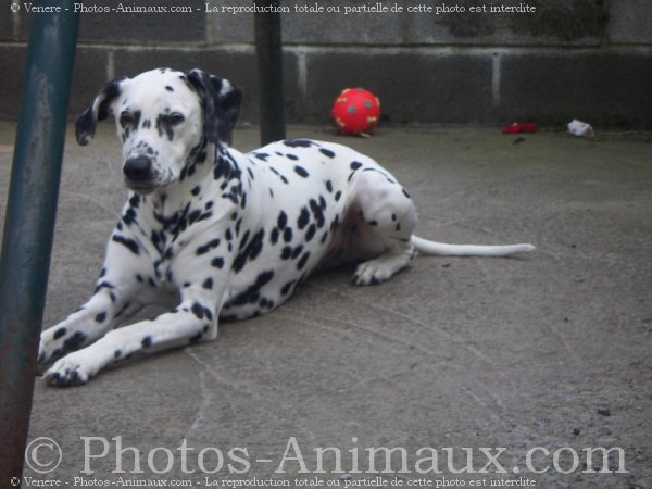 Photo de Dalmatien