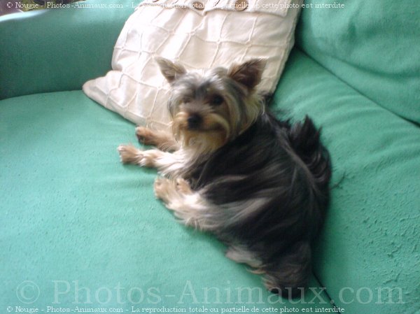 Photo de Yorkshire terrier