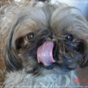 Photo de Shih tzu