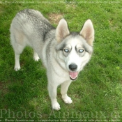 Photo de Husky siberien