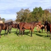 Photo de Races diffrentes