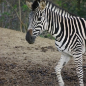 Photo de Zebre