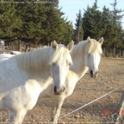 Photo de Camargue