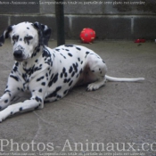 Photo de Dalmatien