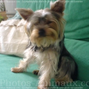 Photo de Yorkshire terrier