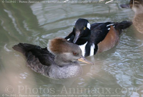 Photo de Canard