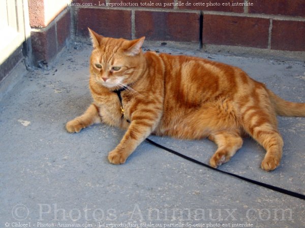 Photo de Chat domestique