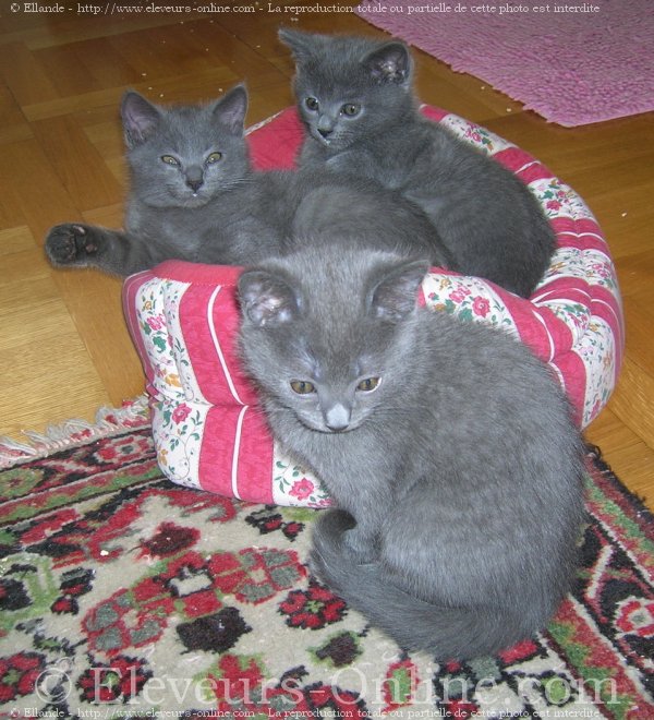 Photo de Chartreux