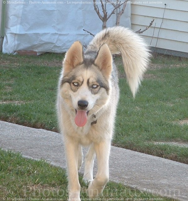 Photo de Husky siberien