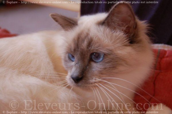 Photo de Sacr de birmanie