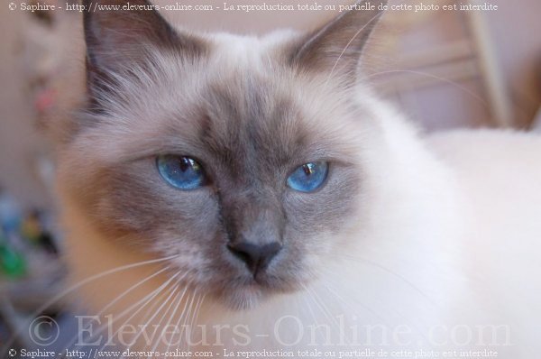 Photo de Sacr de birmanie