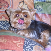 Photo de Yorkshire terrier