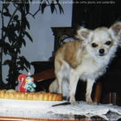 Photo de Chihuahua  poil long