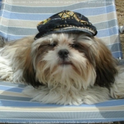 Photo de Shih tzu