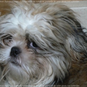 Photo de Shih tzu