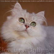 Photo de British longhair