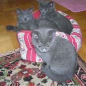 Photo de Chartreux