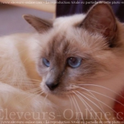 Photo de Sacr de birmanie