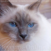 Photo de Sacr de birmanie