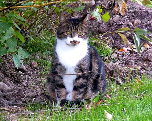 Photo de Chat domestique