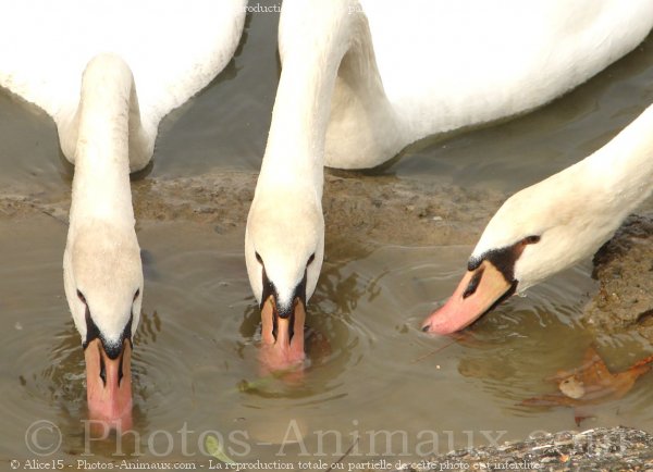 Photo de Cygne