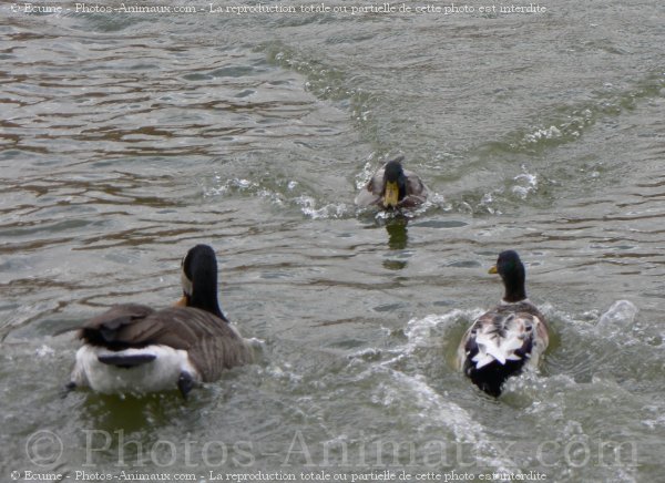 Photo de Canard