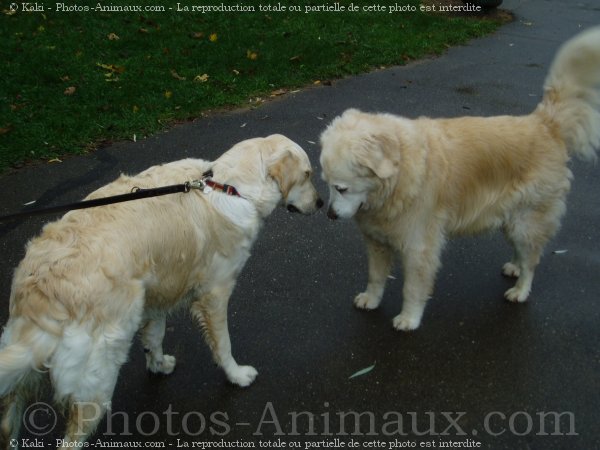 Photo de Golden retriever