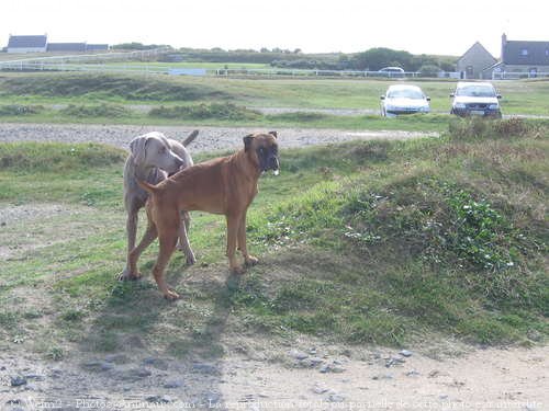 Photo de Races diffrentes