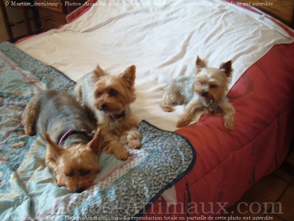 Photo de Yorkshire terrier