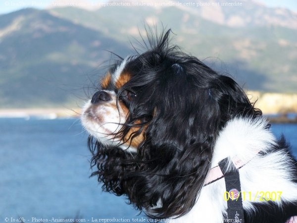 Photo de Cavalier king charles spaniel