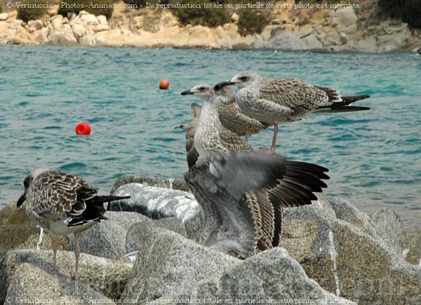 Photo de Mouette